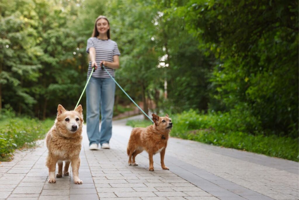 Homeowner taking dog for a walk during a home showing