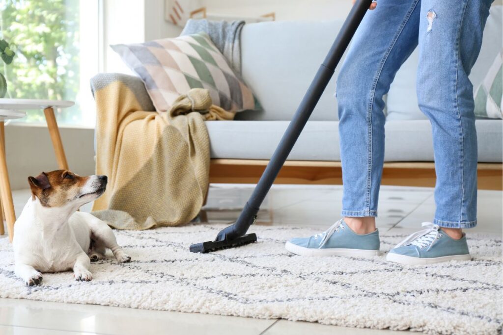 Cleaning pet hair from living room before home showing