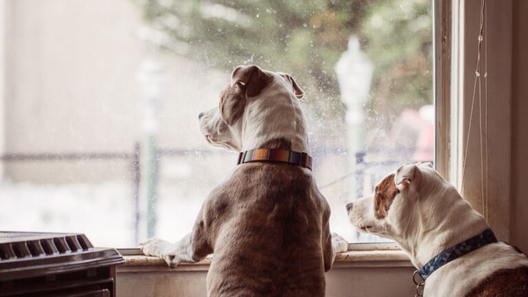Dog looking out window inside a home during a showing